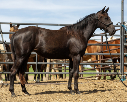 HorseID: 2311060 KT Wright on Astra - PhotoID: 1099284