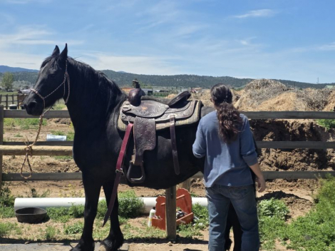 HorseID: 2311087 Ophelia of Tawnahai - PhotoID: 1095956