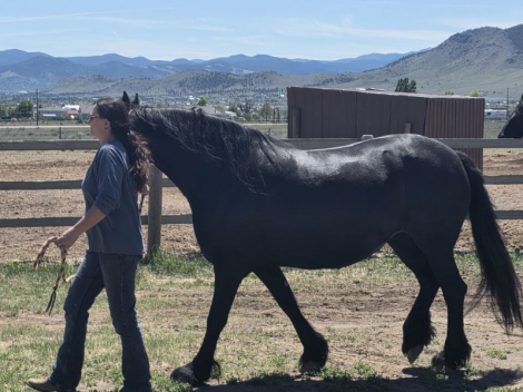 HorseID: 2311087 Ophelia of Tawnahai - PhotoID: 1095957