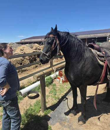 HorseID: 2311087 Ophelia of Tawnahai - PhotoID: 1095958