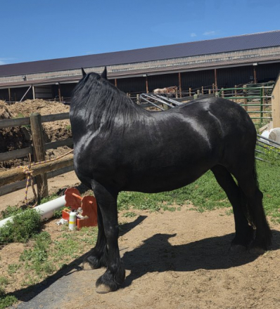 HorseID: 2311087 Ophelia of Tawnahai - PhotoID: 1100531