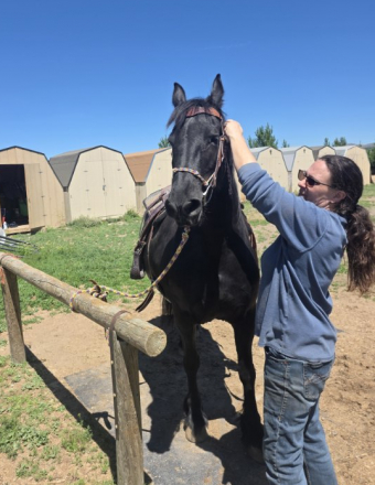 HorseID: 2311087 Ophelia of Tawnahai - PhotoID: 1100532