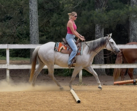 HorseID: 2311099 JAL KIPPA JACKIE1609 - PhotoID: 1095897