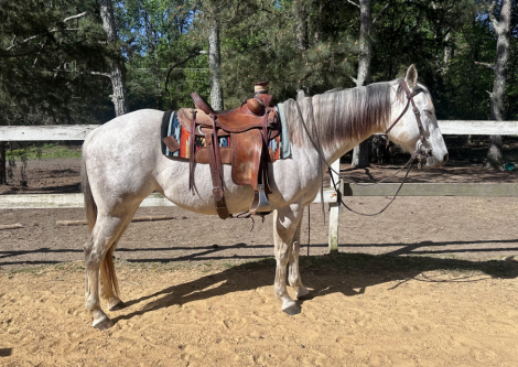 HorseID: 2311099 JAL KIPPA JACKIE1609 - PhotoID: 1095898
