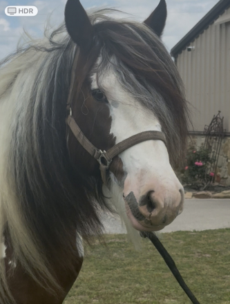 HorseID: 2311192 Riverstone Big Blue Sky - PhotoID: 1096014