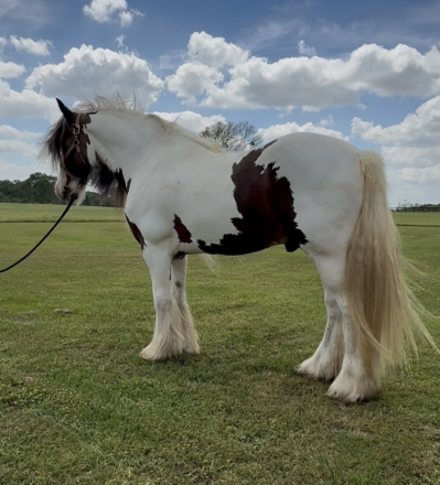 HorseID: 2311192 Riverstone Big Blue Sky - PhotoID: 1096015