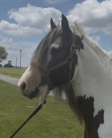 HorseID: 2311192 Riverstone Big Blue Sky - PhotoID: 1096016