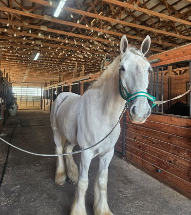HorseID: 2311214 Trail light play your Ace - PhotoID: 1099574
