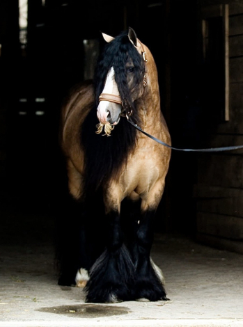 HorseID: 2311287 FOGF Ashling Meadow - PhotoID: 1096114