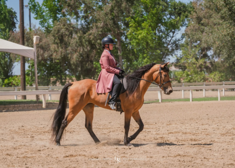 HorseID: 2311335 What The Buck - PhotoID: 1096169