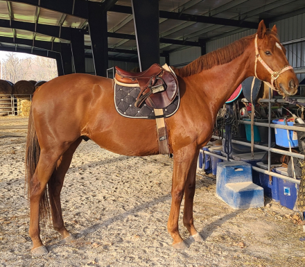HorseID: 2311389 PRODUCER - PhotoID: 1099482
