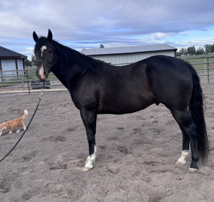 HorseID: 2311472 Movie Nite - PhotoID: 1099723