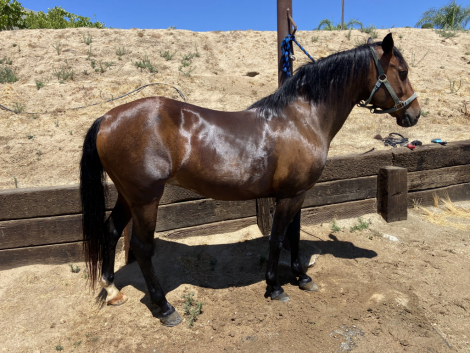 HorseID: 2311484 Giddy - PhotoID: 1096770