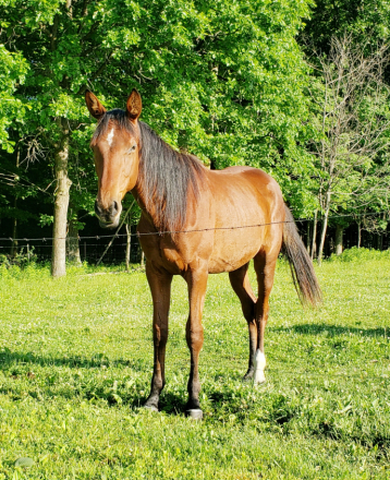 HorseID: 2311583 Mila - PhotoID: 1096479