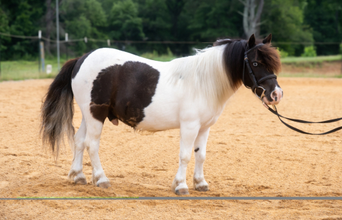 HorseID: 2311622 Rajah - PhotoID: 1097092