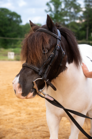 HorseID: 2311622 Rajah - PhotoID: 1097093
