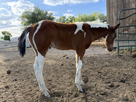 HorseID: 2311792 Boons Playboy - PhotoID: 1099321