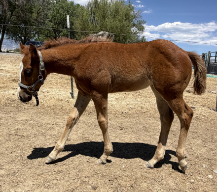 HorseID: 2311796 Teninas Little Peach - PhotoID: 1099322