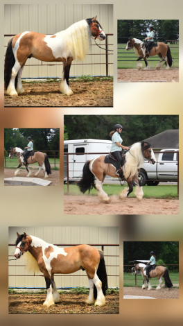 HorseID: 2311835 Clarion Call Where Cowboys Are King - PhotoID: 1096792