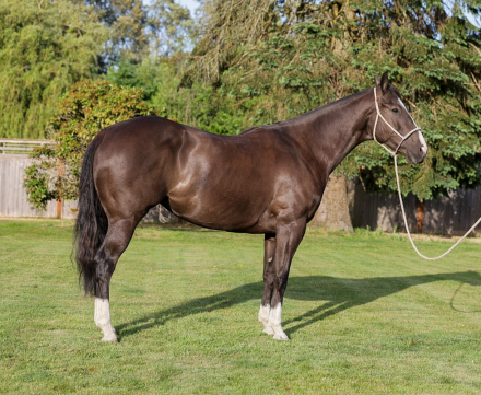 HorseID: 2311968 TG Stoli Artful Silk - PhotoID: 1099415