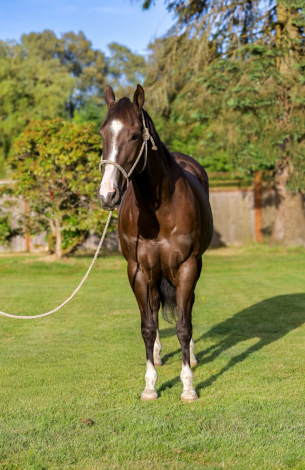 HorseID: 2311968 TG Stoli Artful Silk - PhotoID: 1099416