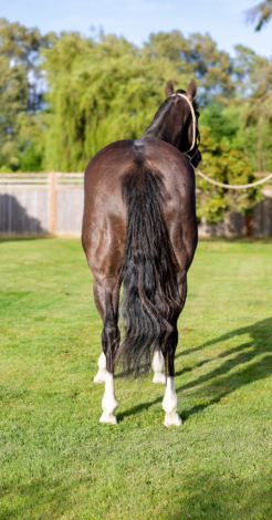HorseID: 2311968 TG Stoli Artful Silk - PhotoID: 1099417