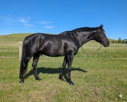 HorseID: 2312079 Leopold - PhotoID: 1097077