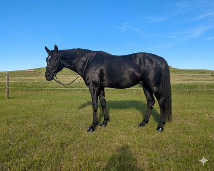 HorseID: 2312079 Leopold - PhotoID: 1097078