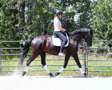 HorseID: 2312079 Leopold - PhotoID: 1097079