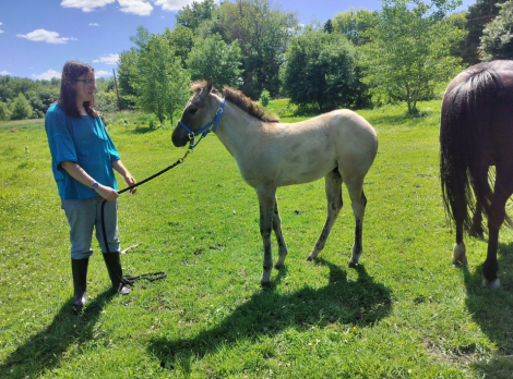 HorseID: 2312316 2026 Smoky Grulla Roan Filly - PhotoID: 1099684