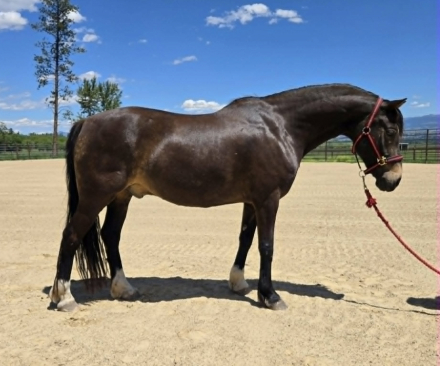 HorseID: 2312352 HALCYONIA BRANDY - PhotoID: 1097421