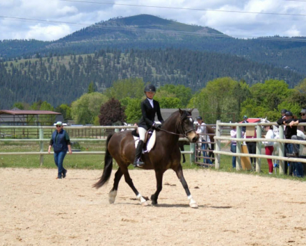 HorseID: 2312352 HALCYONIA BRANDY - PhotoID: 1097492