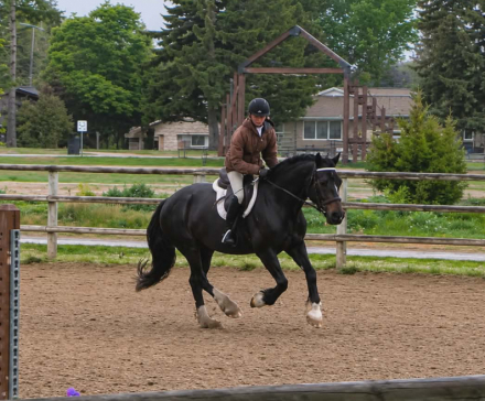 HorseID: 2312353 MHS OH MY GUINNESS - PhotoID: 1097420