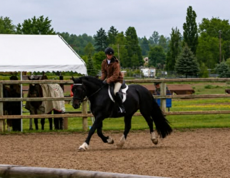 HorseID: 2312353 MHS OH MY GUINNESS - PhotoID: 1097499