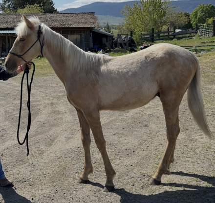 HorseID: 2312409 Triggers, golden spirit - PhotoID: 1097506