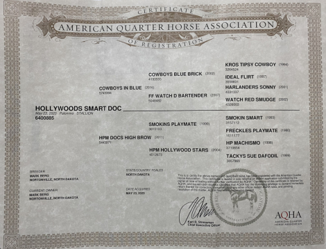 HorseID: 2312410 Hollywoods Smart Doc - PhotoID: 1097508