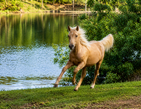 HorseID: 2312410 Hollywoods Smart Doc - PhotoID: 1097510