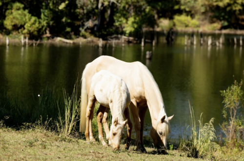 HorseID: 2312410 Hollywoods Smart Doc - PhotoID: 1099558