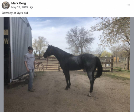 HorseID: 2312410 Hollywoods Smart Doc - PhotoID: 1099559