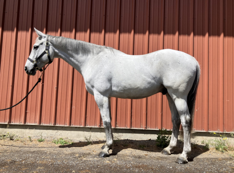 HorseID: 2312460 GALLARDO - PhotoID: 1097587