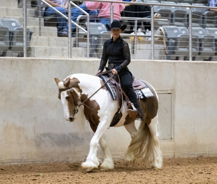HorseID: 2312559 BF Annabelle - PhotoID: 1100224