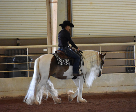 HorseID: 2312559 BF Annabelle - PhotoID: 1100225