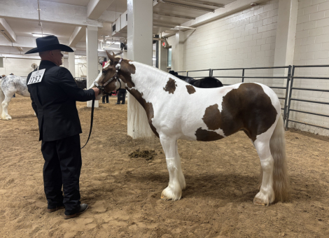 HorseID: 2312559 BF Annabelle - PhotoID: 1100227