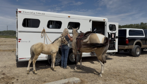 HorseID: 2312575 BANDIT - PhotoID: 1098788