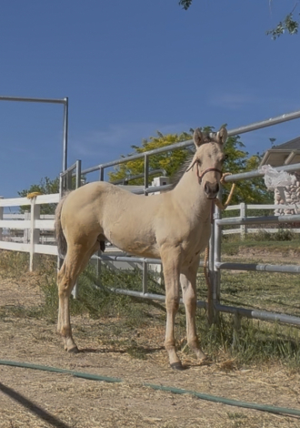 HorseID: 2312575 BANDIT - PhotoID: 1098789
