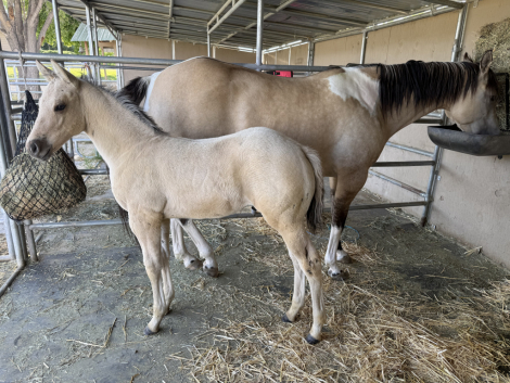 HorseID: 2312575 BANDIT - PhotoID: 1098790
