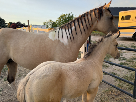 HorseID: 2312575 BANDIT - PhotoID: 1098791