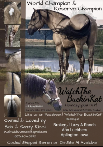 HorseID: 2312575 BANDIT - PhotoID: 1098792