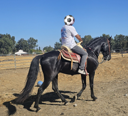 HorseID: 2312620 EL ALTANERO - PhotoID: 1100861