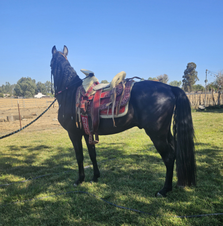 HorseID: 2312620 EL ALTANERO - PhotoID: 1100862